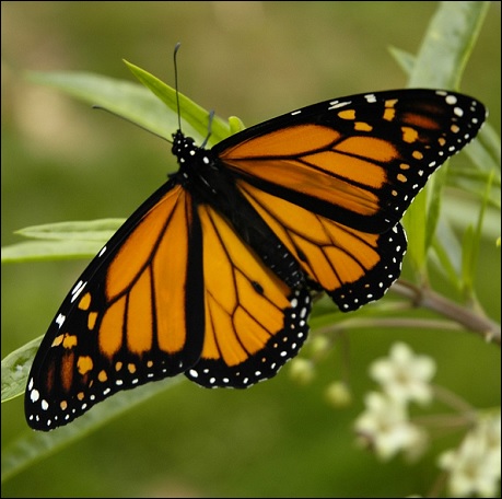 Menselijke tekortkomingen