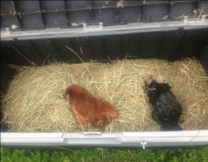 Slachtoffers van de kippengriep