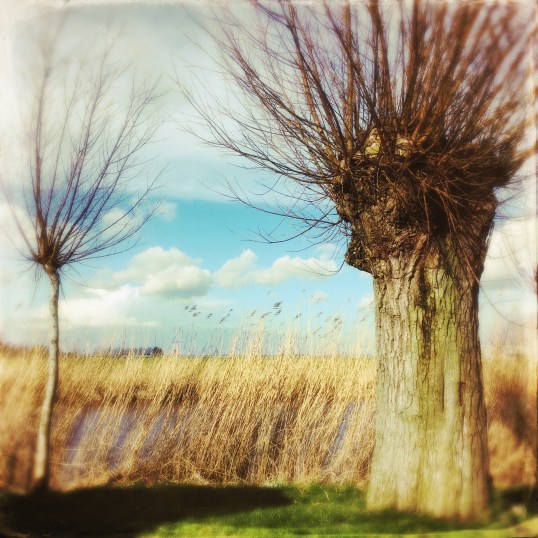 The Young and the Old