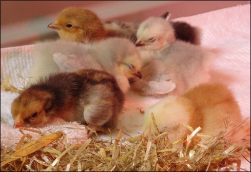 De cochin zijn dood 1