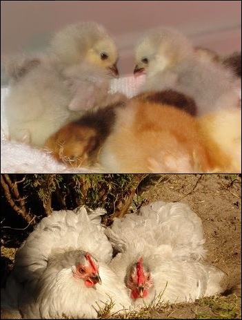 De cochin zijn dood 2